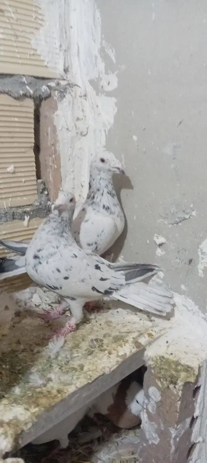 سارسرونج|پرنده|نیشابور, رحمت آباد|دیوار