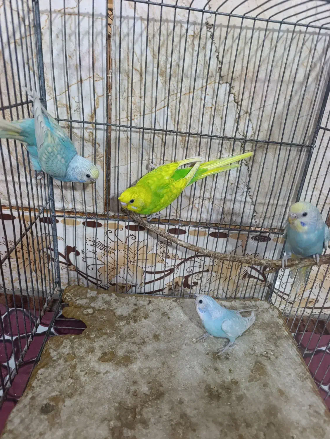 مرغ عشق رینبو اسپانگل جوان|پرنده|ایرانشهر, |دیوار