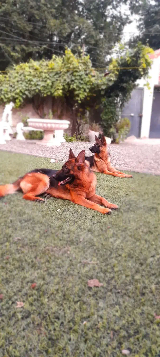 ژرمن شپرد بلک فیس ماده|سگ|لاهیجان, بازکیاگوراب|دیوار