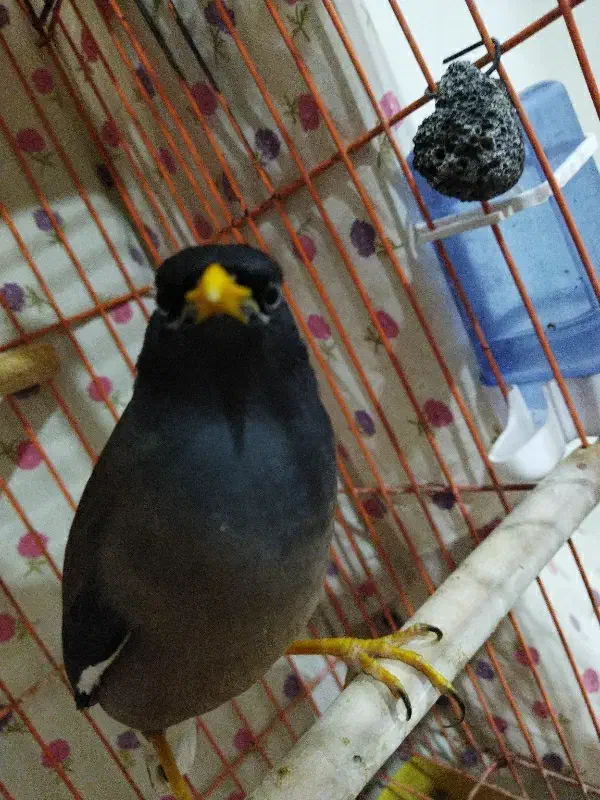 مرغ مینا سخنگو معاوضه|پرنده|تهران, امام زاده عبدالله|دیوار