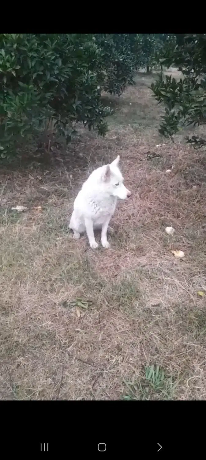 سگ لسپام|سگ|هادی شهر, |دیوار