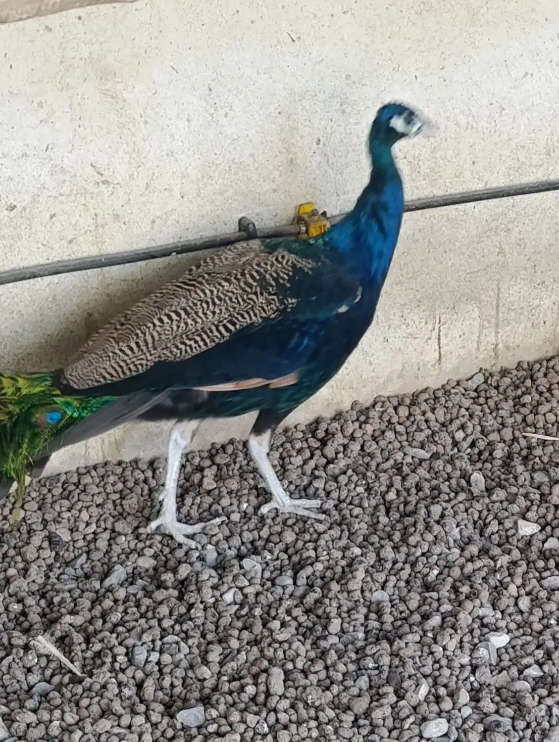 طاووس|پرنده|مشهد, شهید بهشتی|دیوار