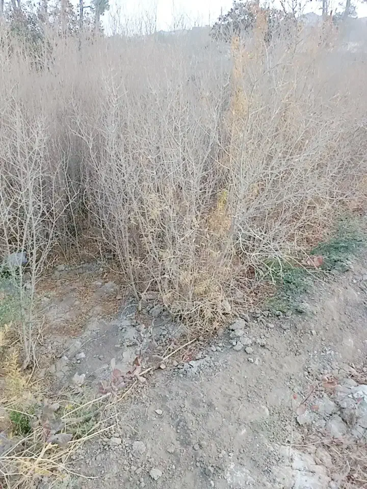 نهال انار قرمز ،پوست نازک|خدمات باغبانی و درختکاری|خواف, |دیوار