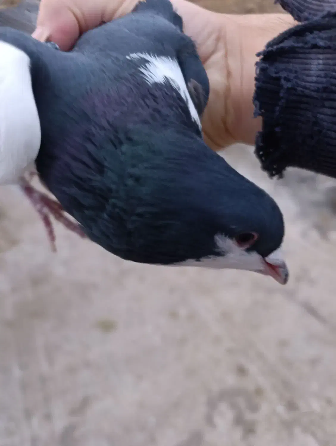 چپ سیاه نر|پرنده|قزوین, |دیوار