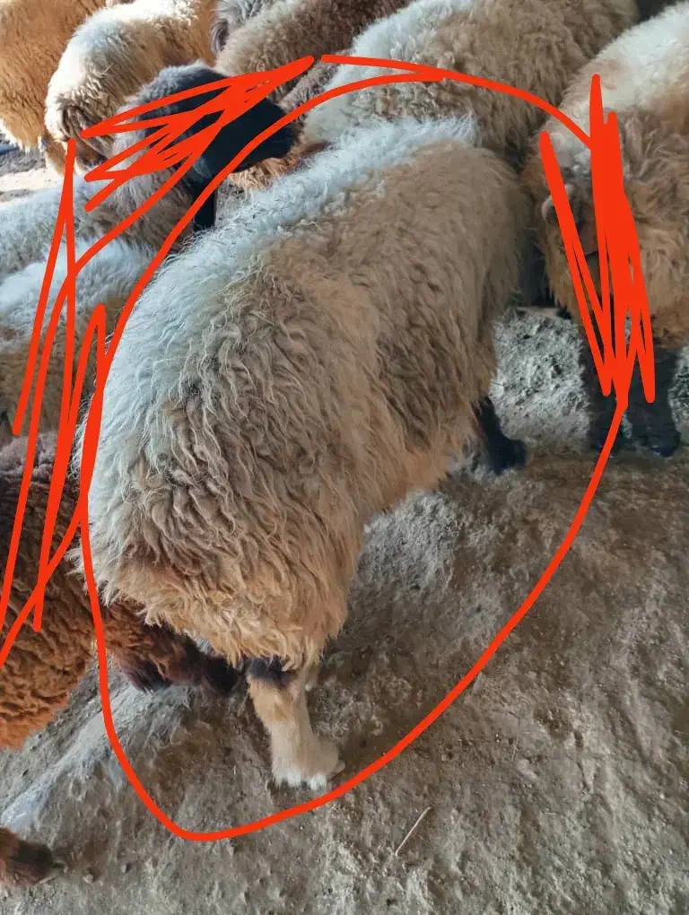 میش جوان آبستن به فروش می رسد|حیوانات مزرعه|رستم, |دیوار