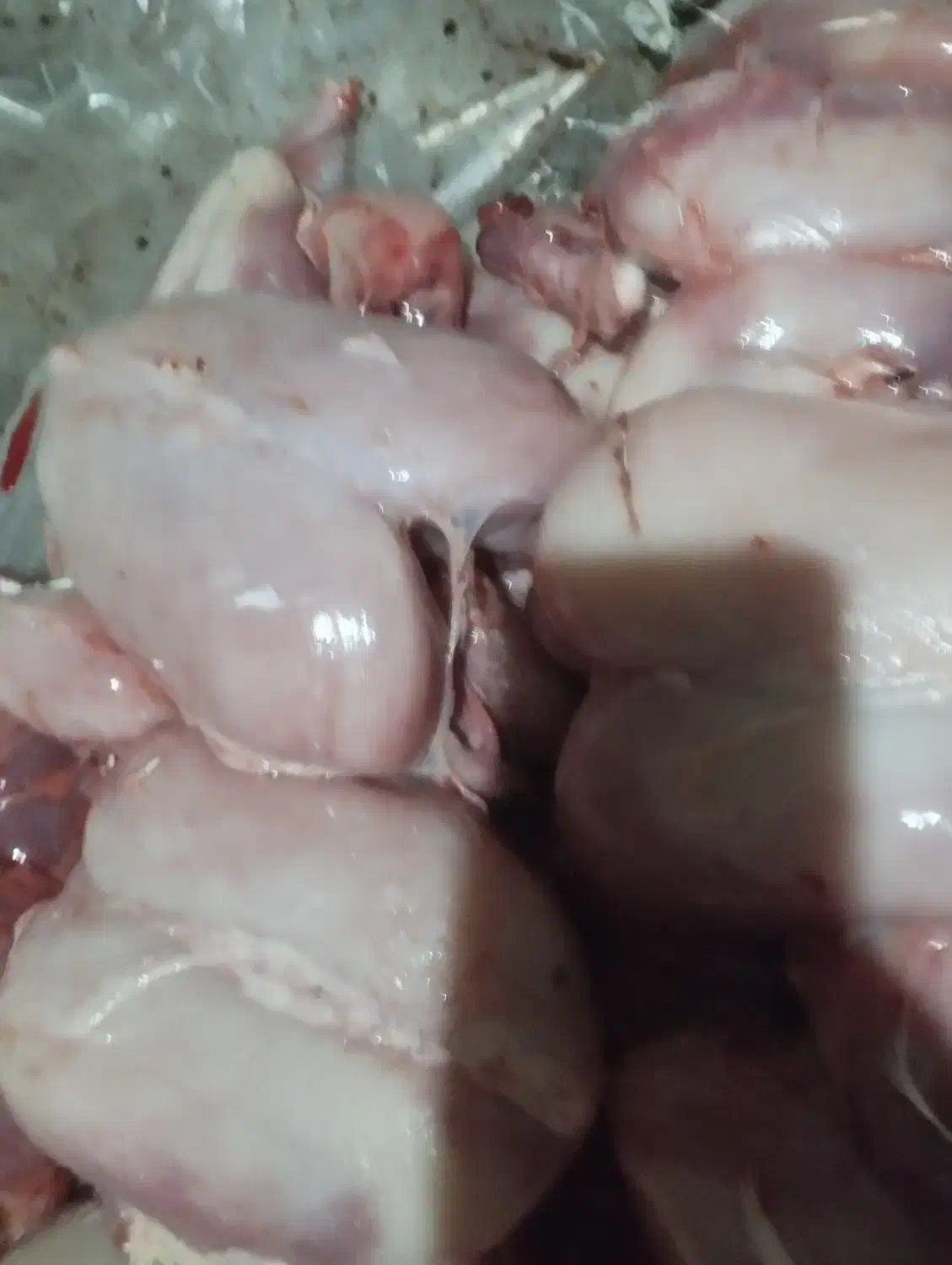 غذای سگ و گربه|لوازم جانبی حیوانات|آق قلا, |دیوار