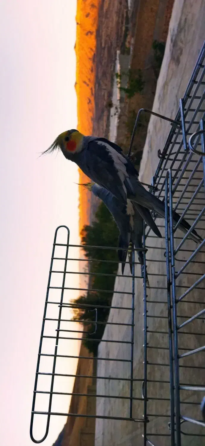 دو عدد عروس هلندی|پرنده|کوهدشت, |دیوار