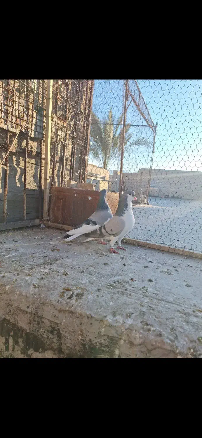 کبوتر رنگی|پرنده|کازرون, |دیوار