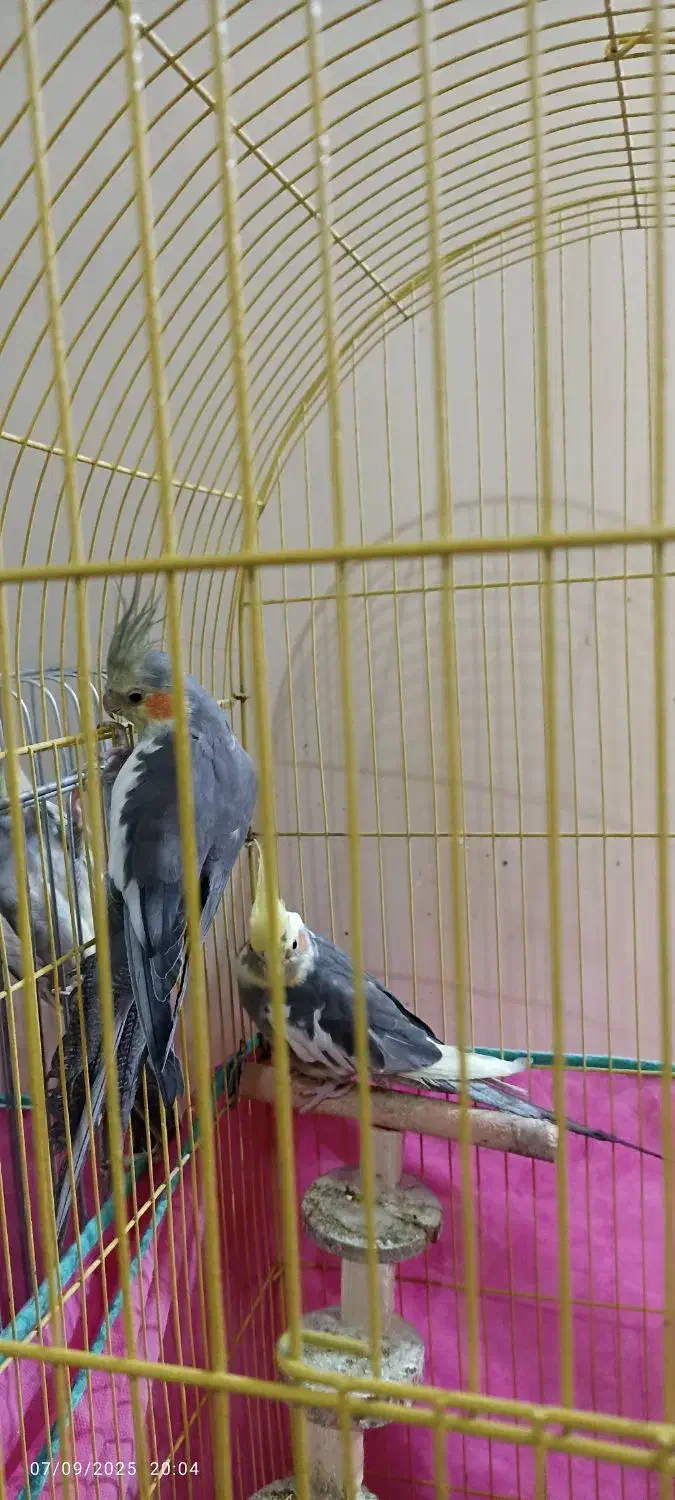 یک جفت عروس هلندی جوان نر و ماده و یک جفت مولد|پرنده|شیراز, شهرک گلستان|دیوار