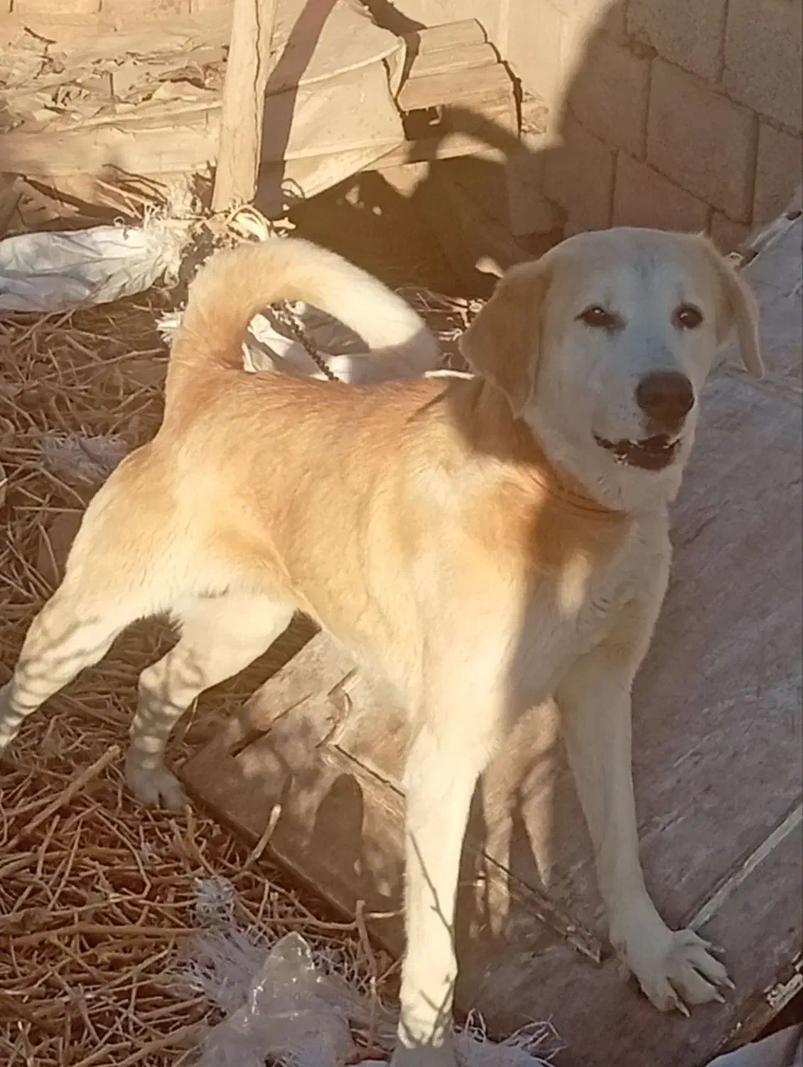 سگ گله|سگ|کرمان, |دیوار