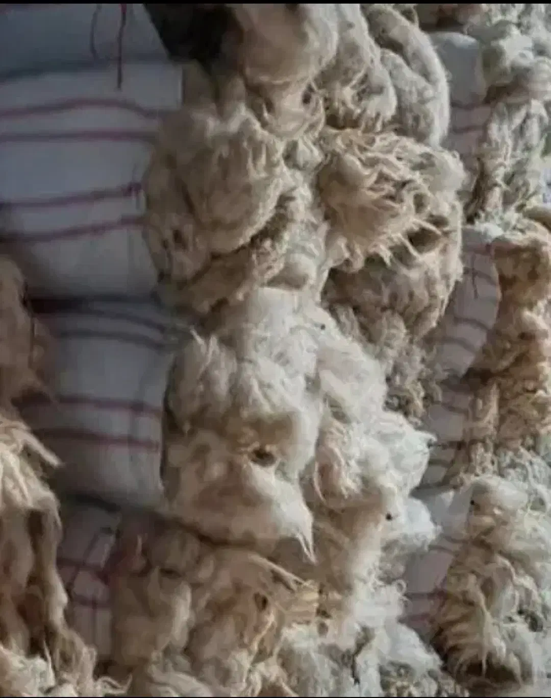 پشم بره سفید بدون اشغال و پشم بز|رختخواب، بالش، پتو|ماکو, |دیوار