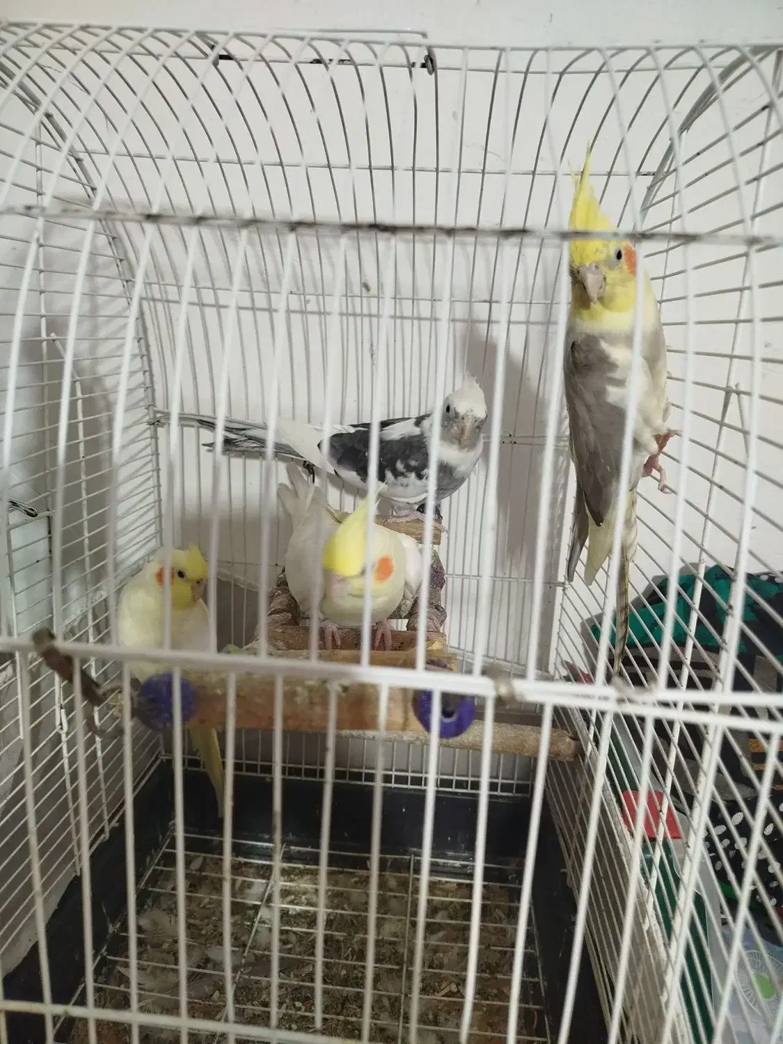 عروس هلندی پرورش خونگی نر و ماده،سخنگو|پرنده|رشت, حمیدیان|دیوار