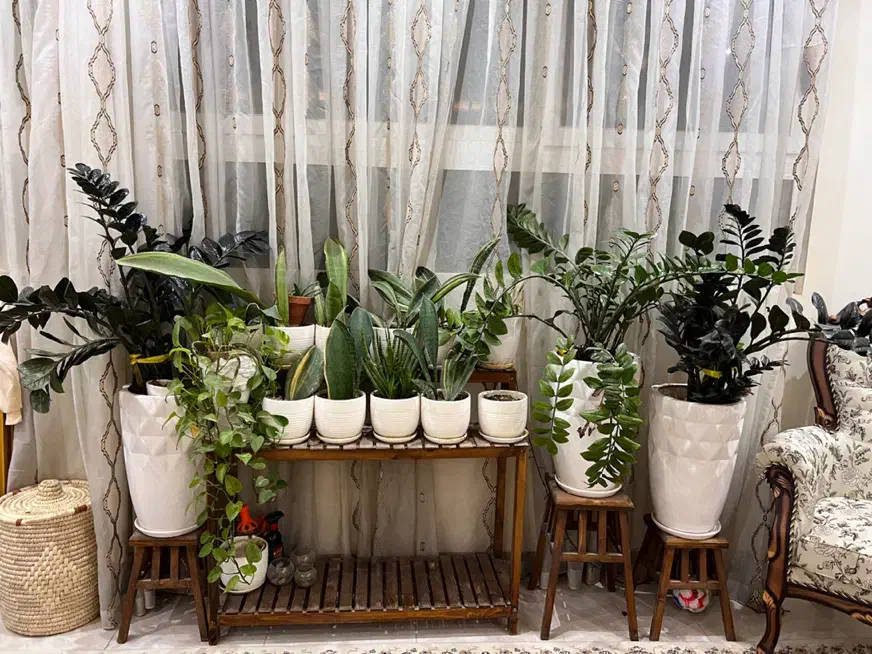 گل طبیعی زاموفیلیا|گل و گیاه طبیعی|برخوار, |دیوار