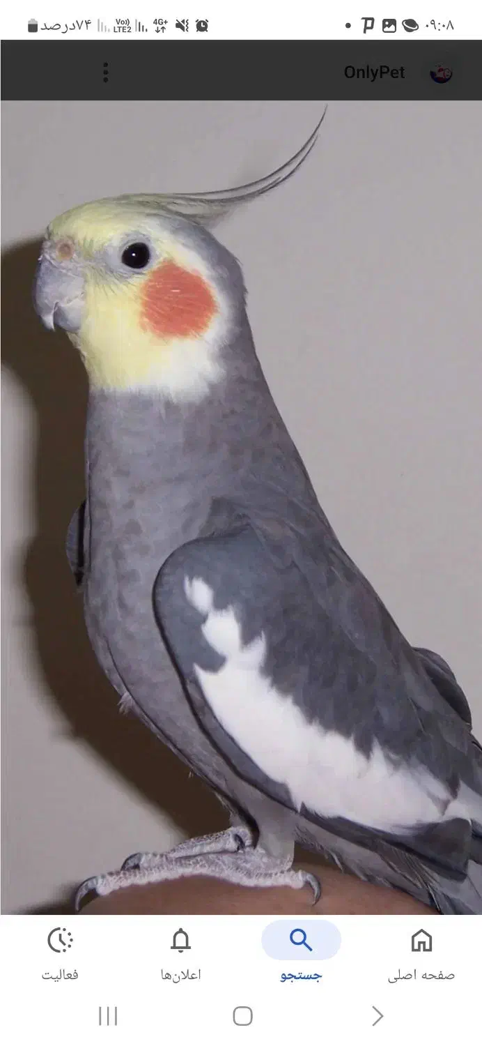 عروس هلندی|پرنده|شیراز, دوکوهک|دیوار