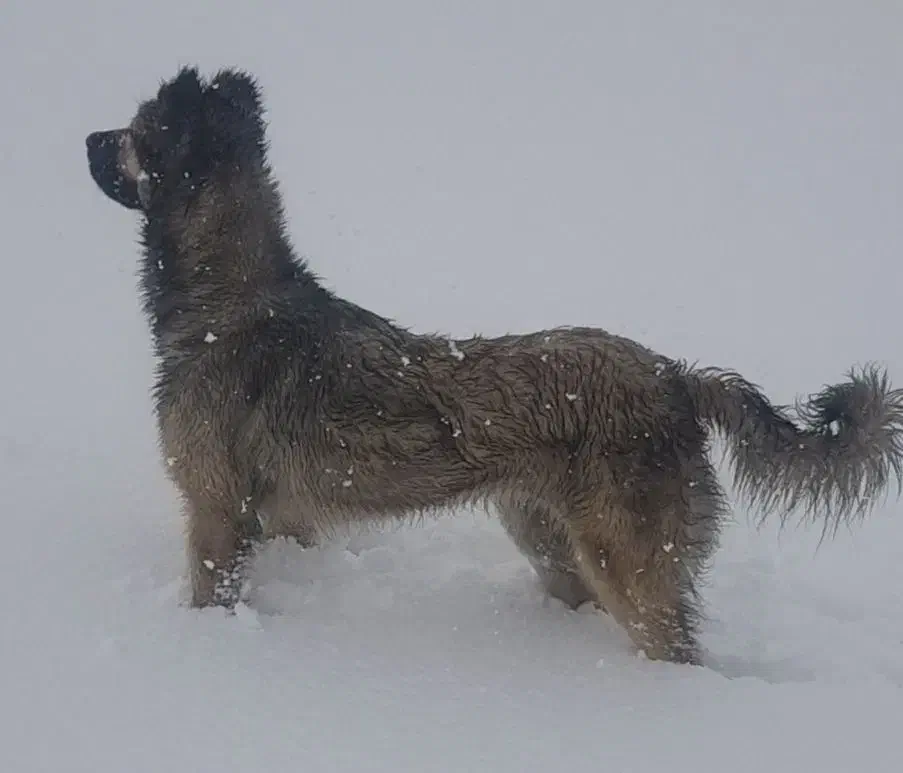 سگ سراب پژدر عراقی قدرجونی|سگ|لاران, |دیوار