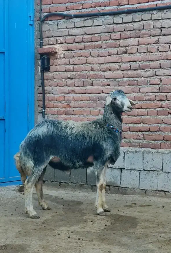 میش آبستن و قوچ|حیوانات مزرعه|ملکان, |دیوار