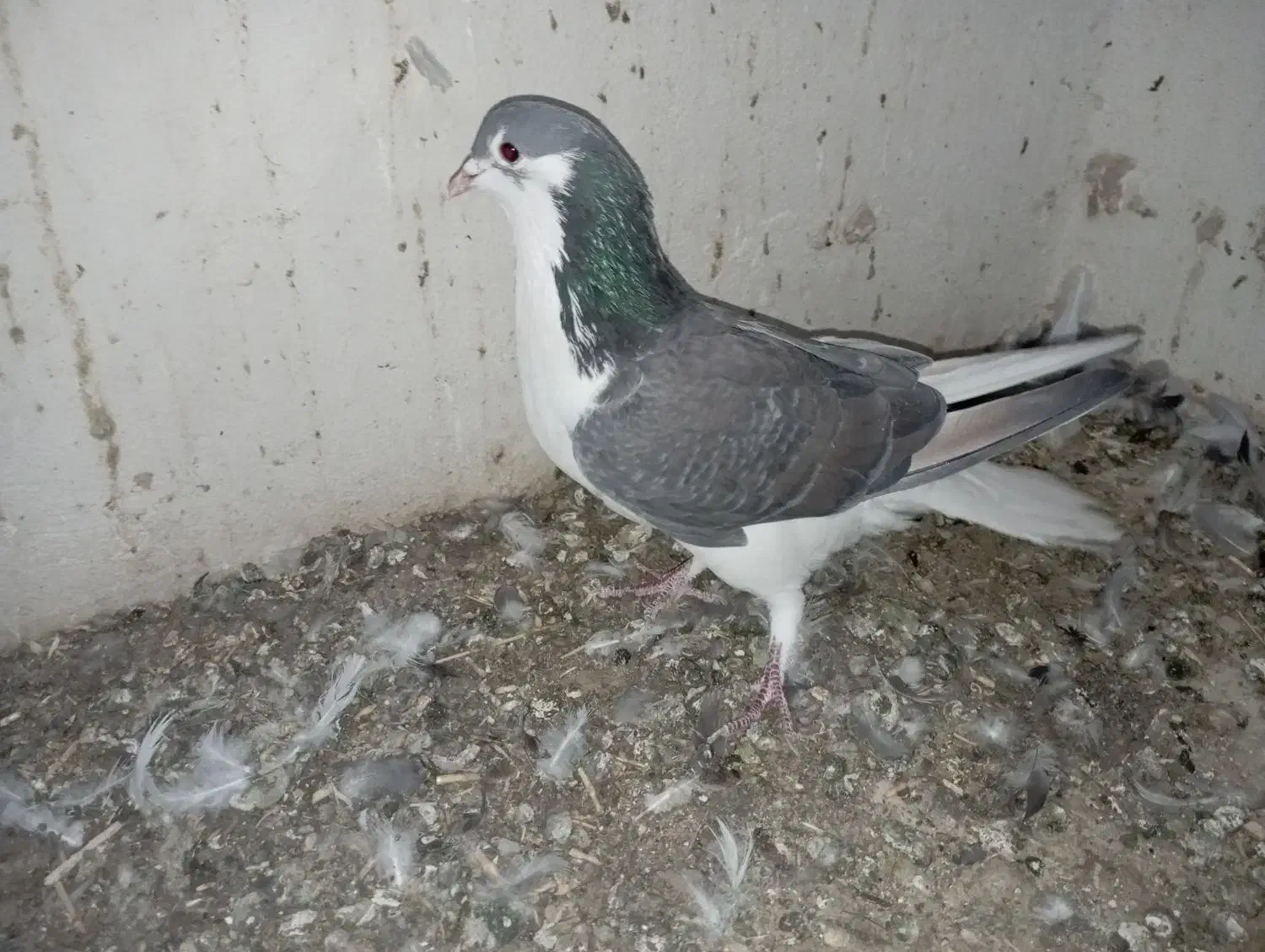 نر سیمونی|پرنده|اصفهان, اندوان|دیوار