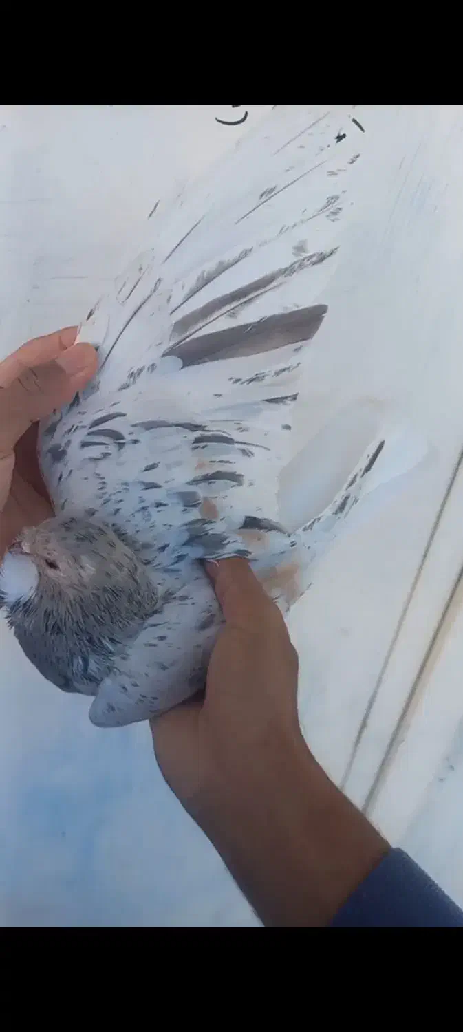 ساده هفرنگ گمشده|اشیا|مشهد, شهید بهشتی|دیوار