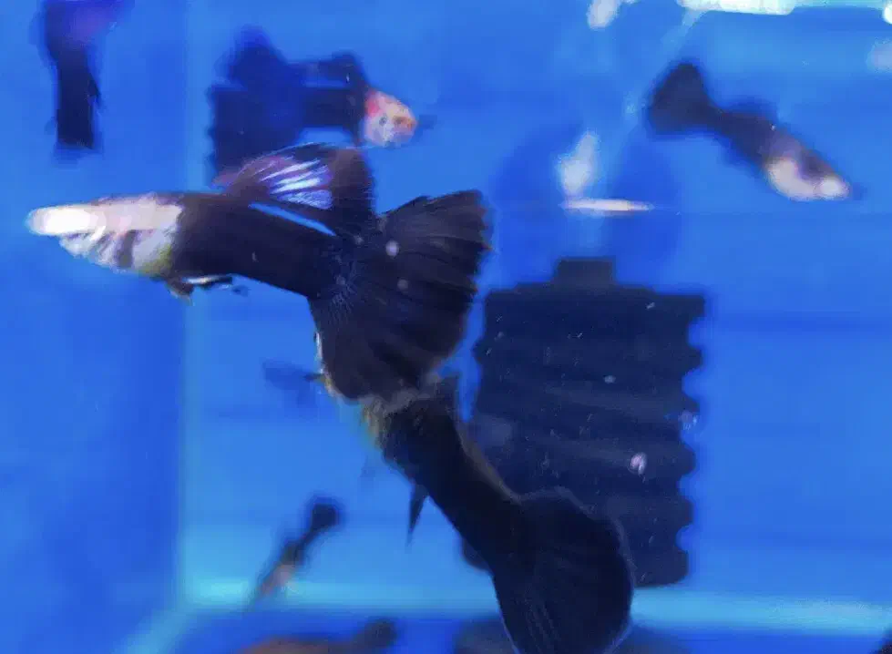 گوپی نژاد های درجه ۱|ماهی|مشهد, آزادشهر|دیوار