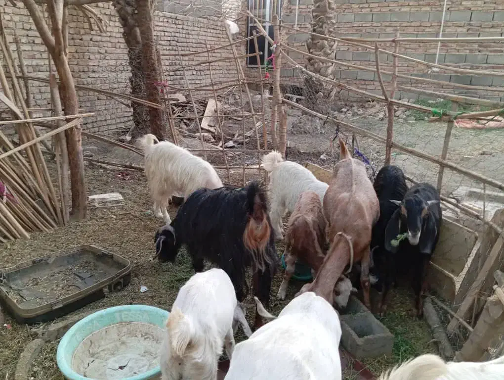 فروش همه گوسفندها یکجا|حیوانات مزرعه|ایرانشهر, |دیوار