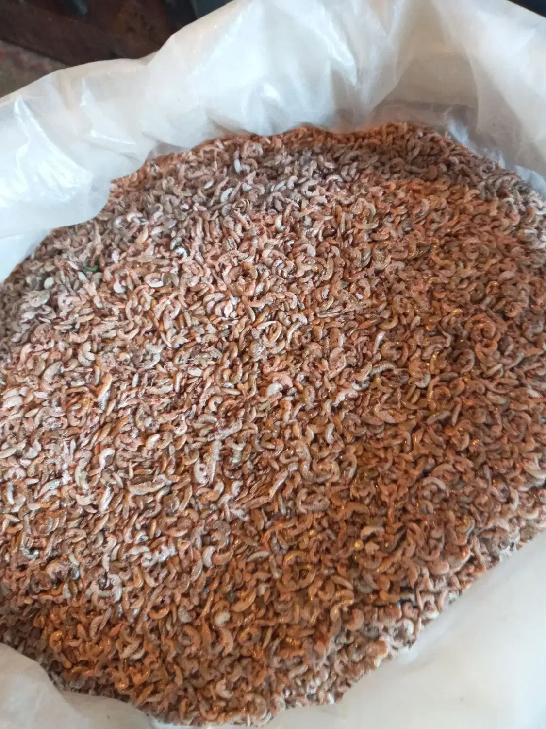 پروتئینه پرندگان و ماهیان|لوازم جانبی حیوانات|چابکسر, |دیوار