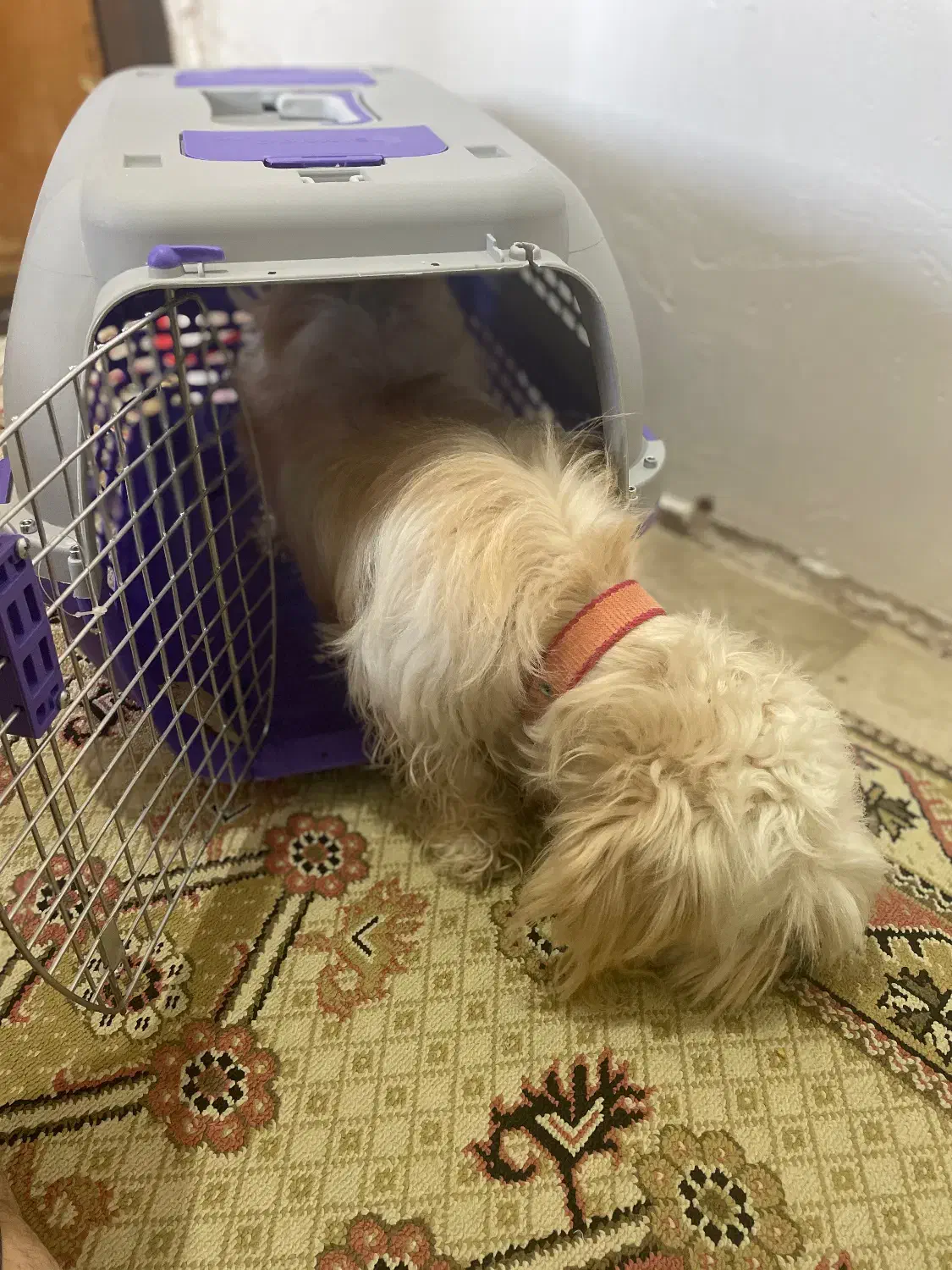 سگ شیتزو|سگ|زنجان, |دیوار