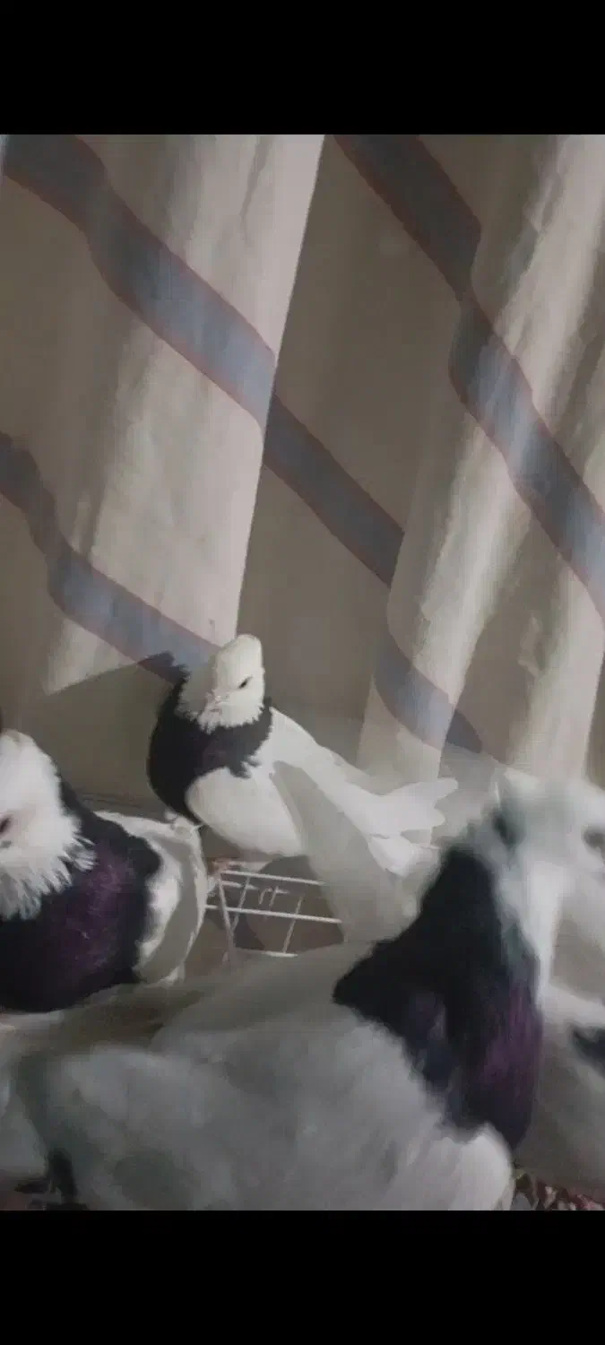 طوق سیاه|پرنده|دره شهر, |دیوار