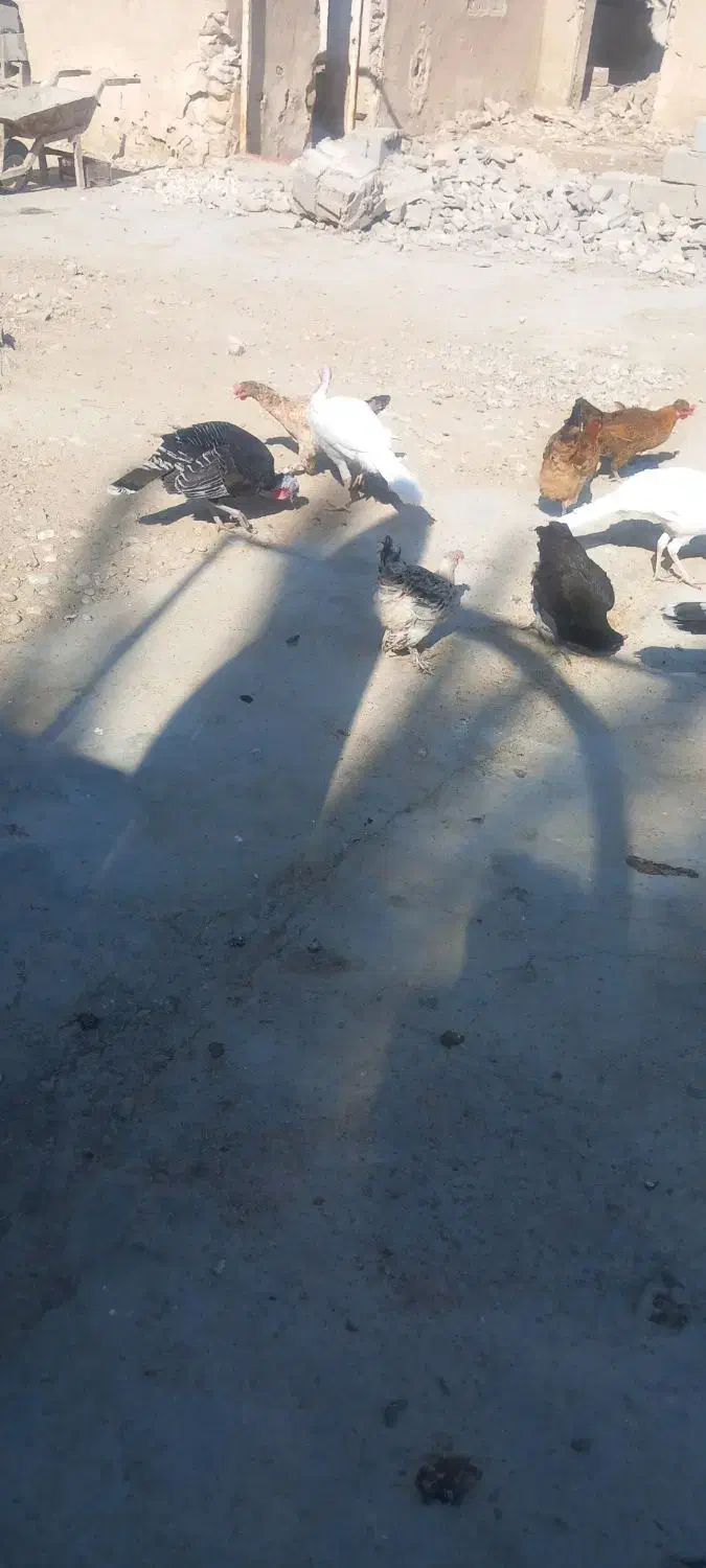 بوقلمون|حیوانات مزرعه|بهبهان, |دیوار