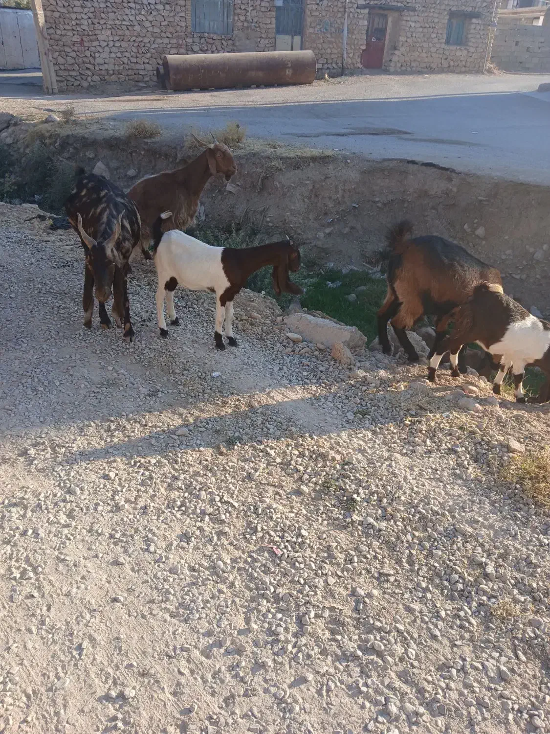 فروش‌بز‌اسرایلی‌|حیوانات مزرعه|فلارد, |دیوار