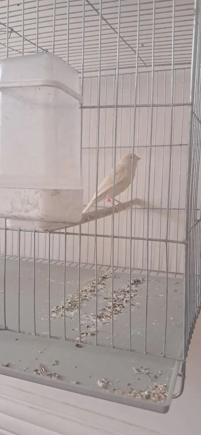 قناری ماده برونو تمیز و مرتب پاکسازی شده|پرنده|شیراز, تندگویان|دیوار