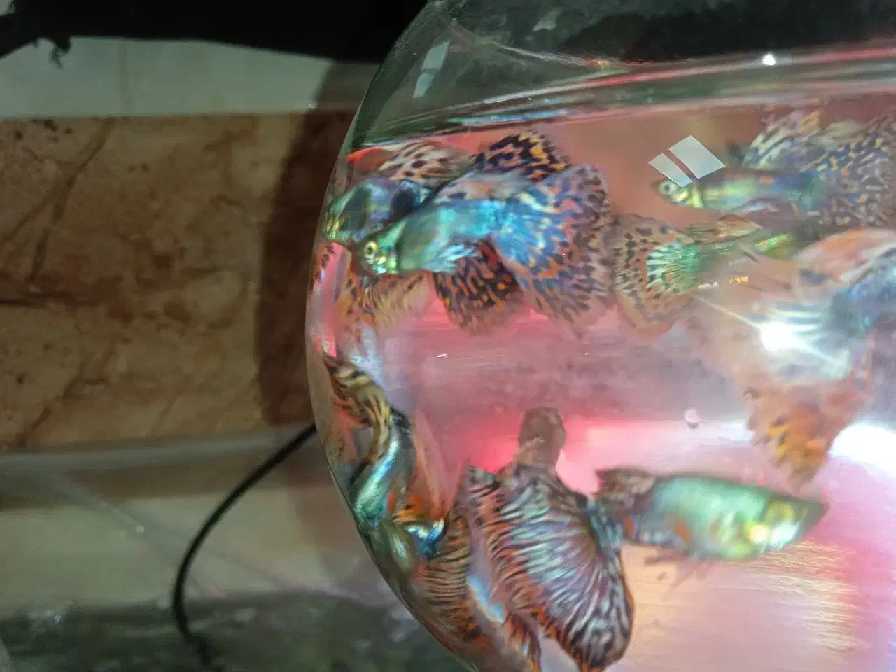 ماهی گوپی بیگ ایر دراگون|ماهی|اصفهان, لیمجیر|دیوار