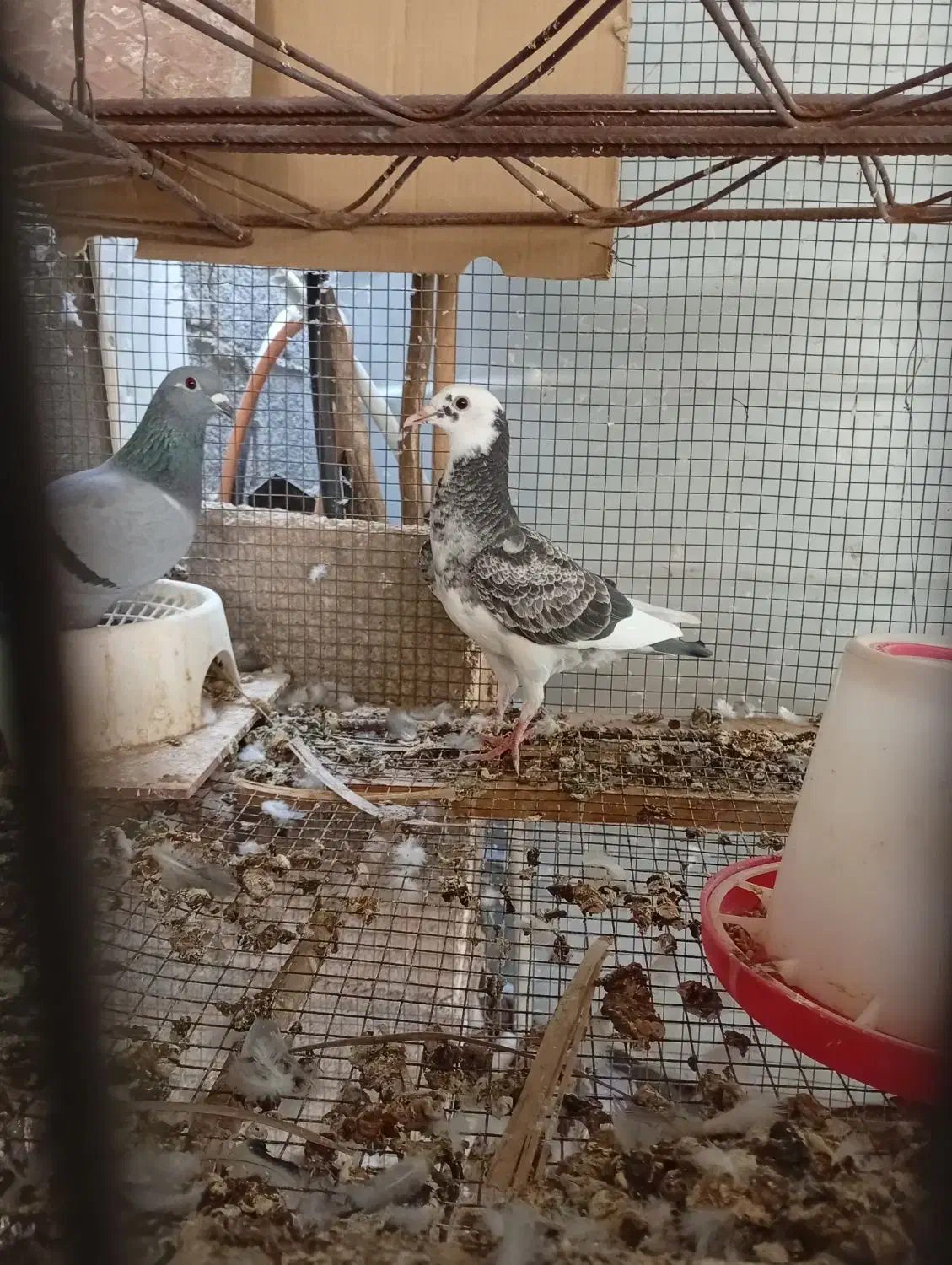 کبوتر|پرنده|آبپخش, |دیوار