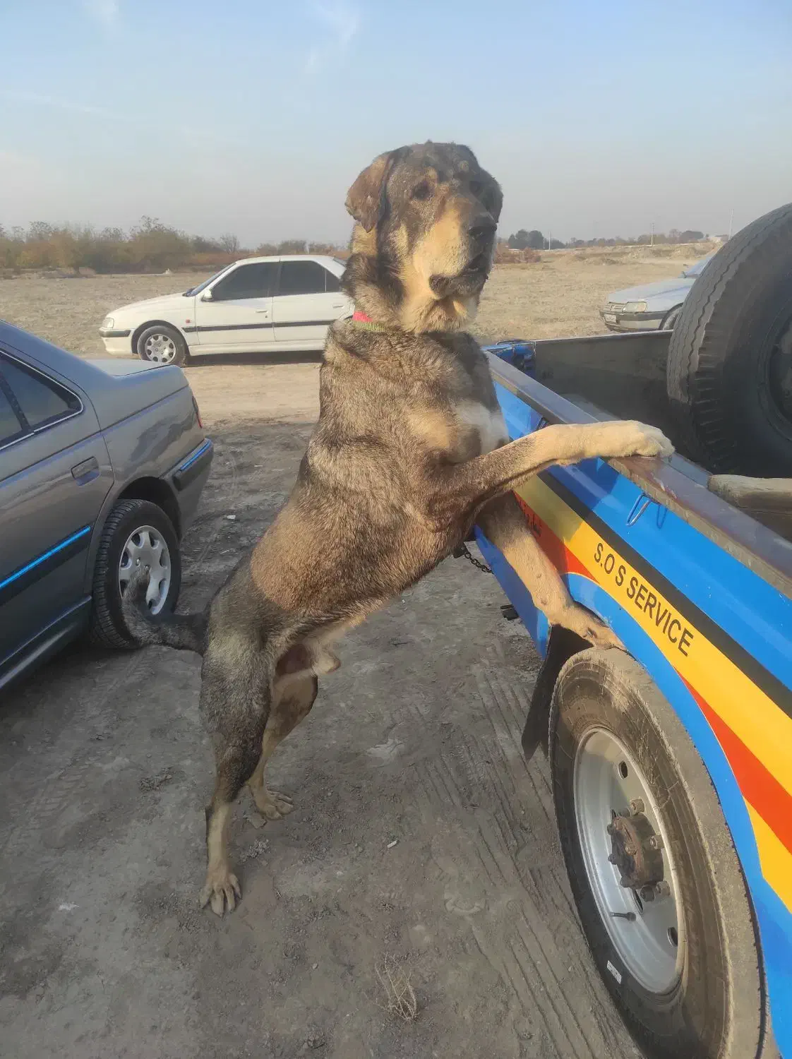 سگ عراقی پژدر کردی|سگ|اشتهارد, |دیوار