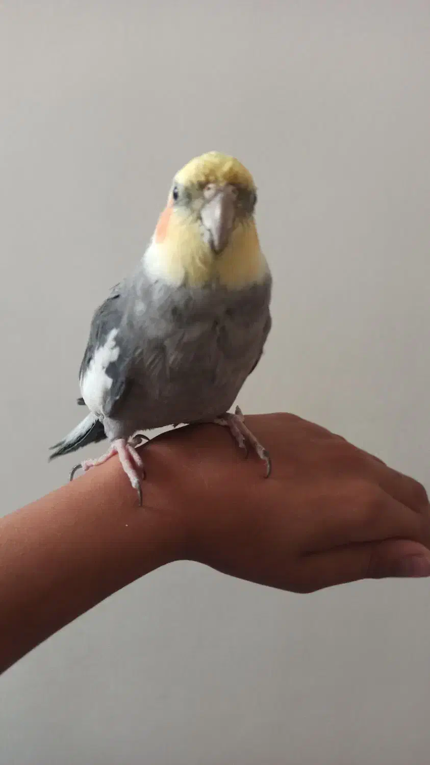 عروس هلندی نر|پرنده|شیروان (خراسان), |دیوار