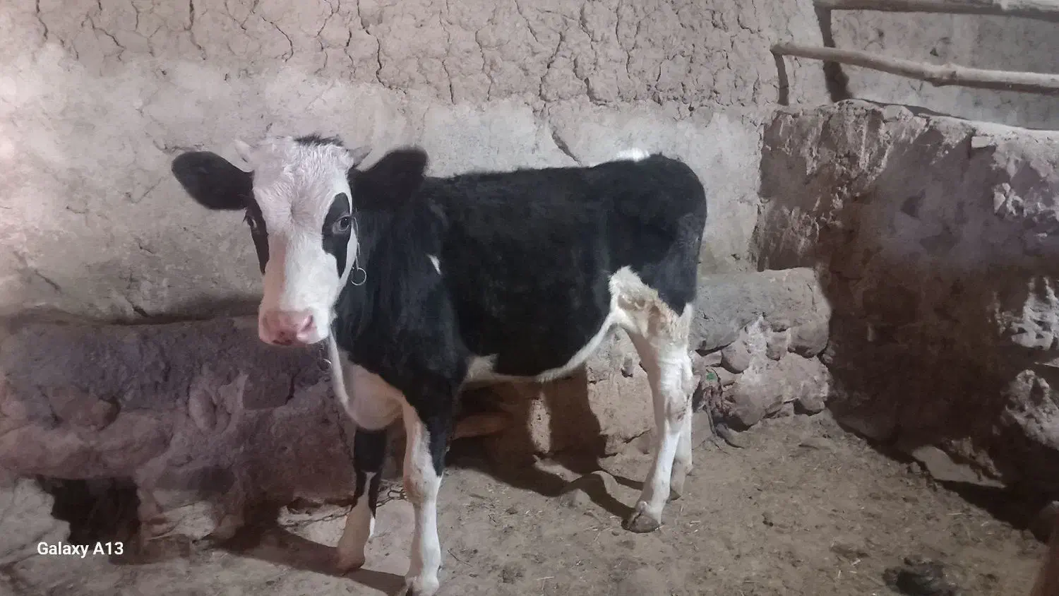 گوساله|حیوانات مزرعه|انگوران, |دیوار