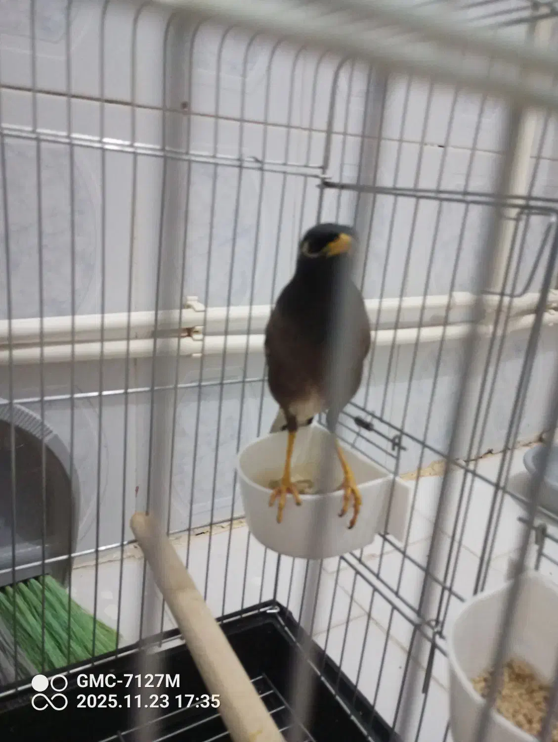 پرنده مینا ناز و دوست داشتنی|پرنده|فردیس, شهرک ناز|دیوار