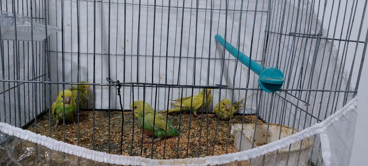 جوجه مرغ عشق|پرنده|مشهد, امیرآباد|دیوار