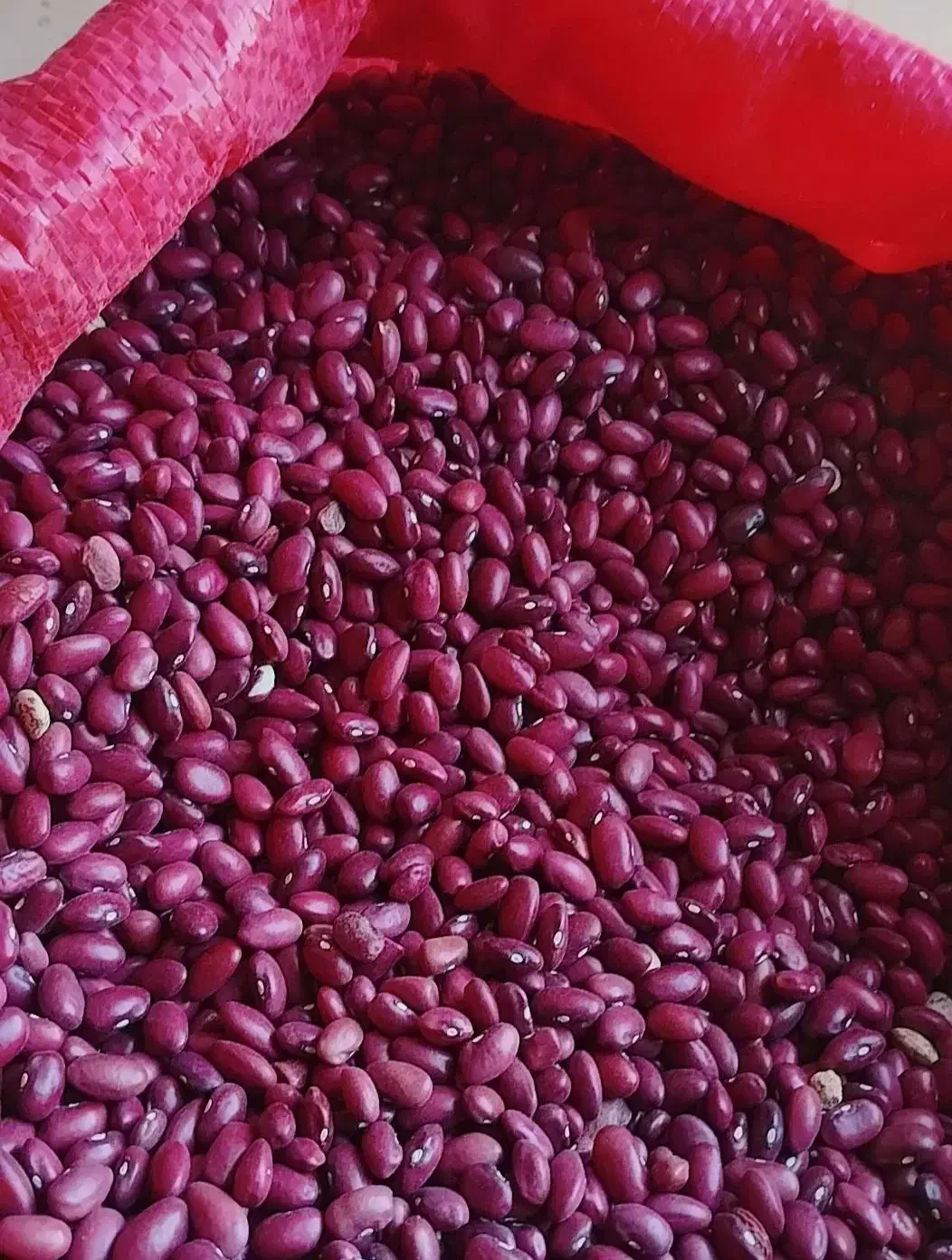 لوبیا|عمده‌فروشی|بزینه رود, |دیوار