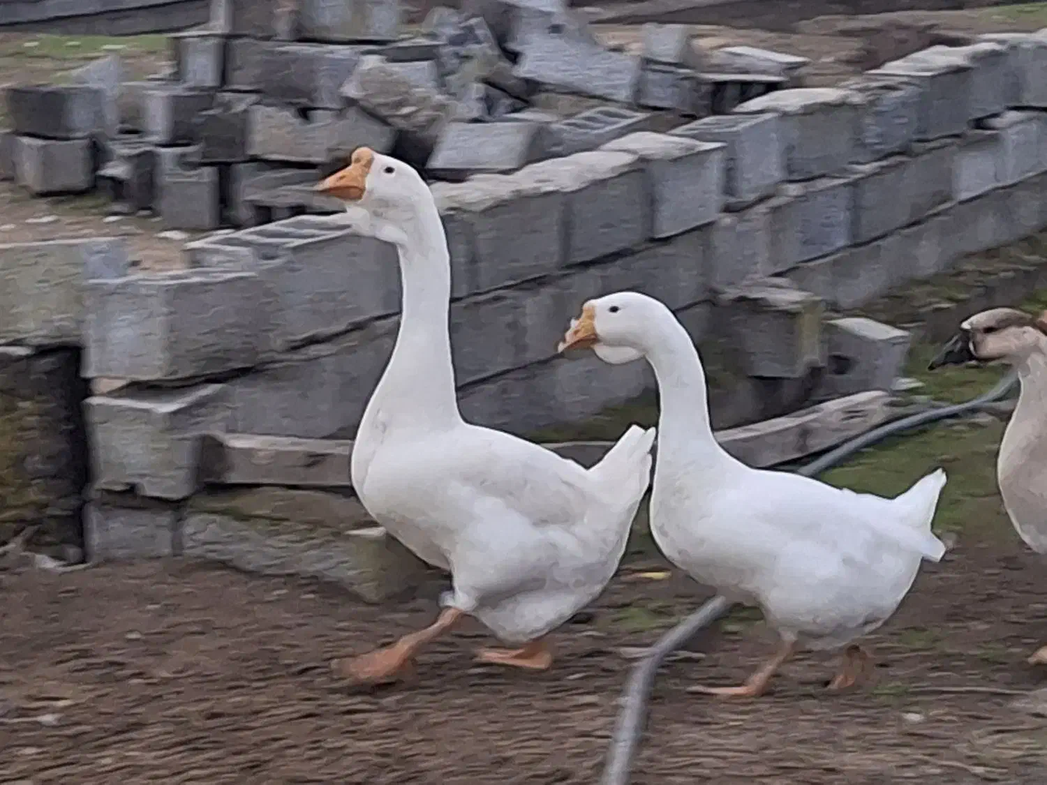 قوغاز (لیندا)|حیوانات مزرعه|بهنمیر, |دیوار