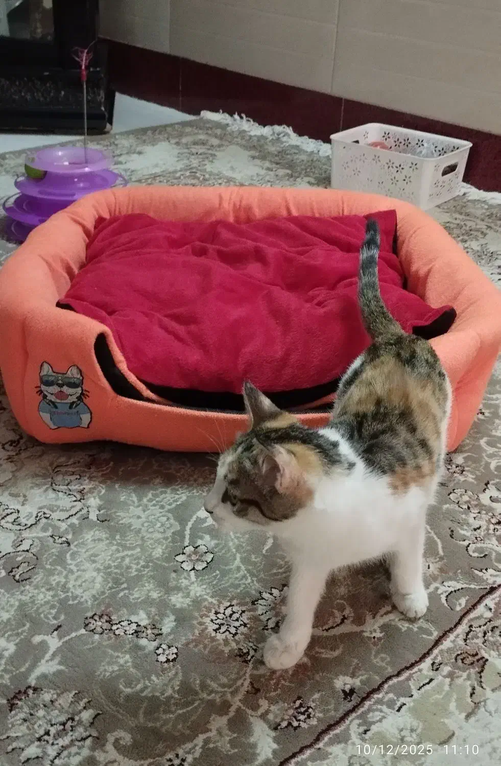 جای خواب گربه و سگ کوچک|لوازم جانبی حیوانات|قدس, شهرقدس|دیوار