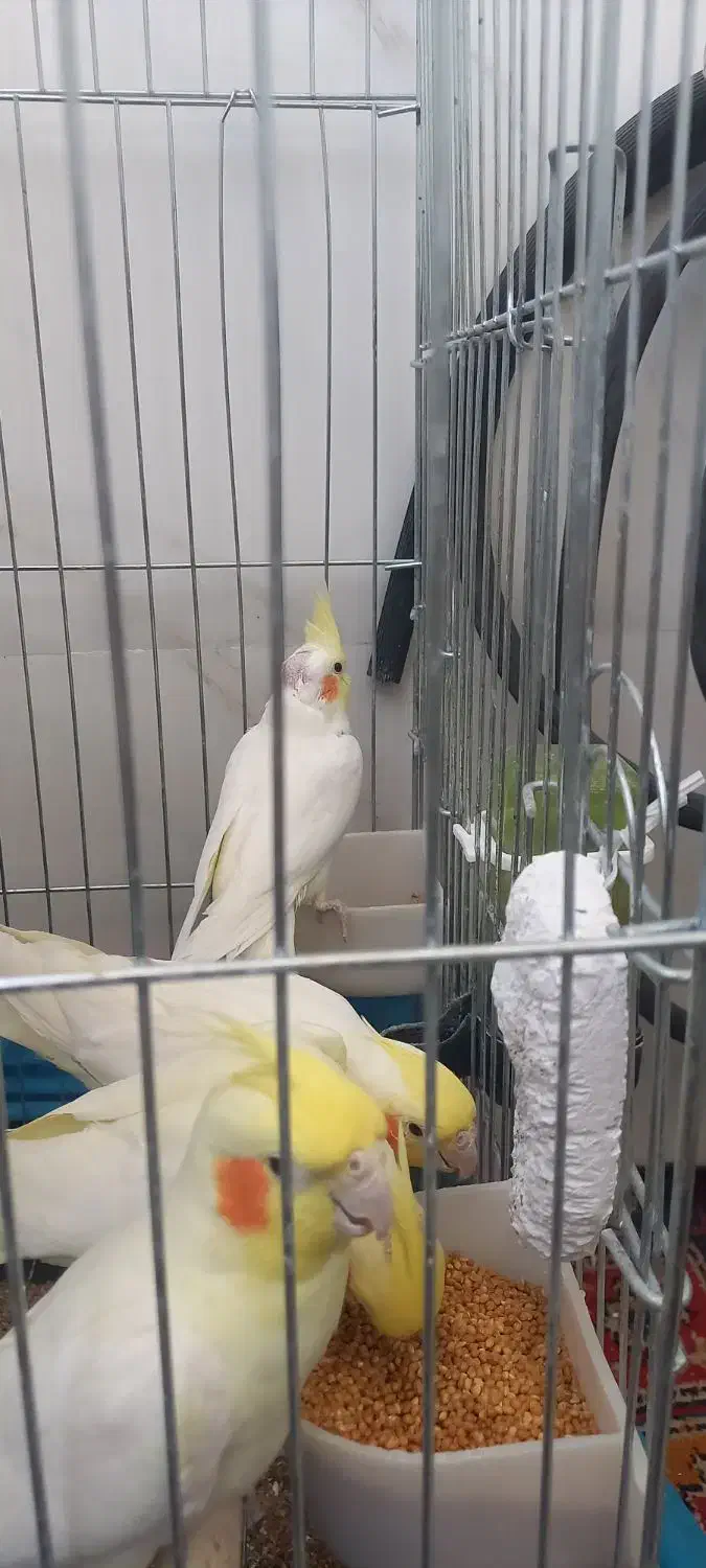 عروس هلندی لوتینو|پرنده|شهریار, شهریار|دیوار