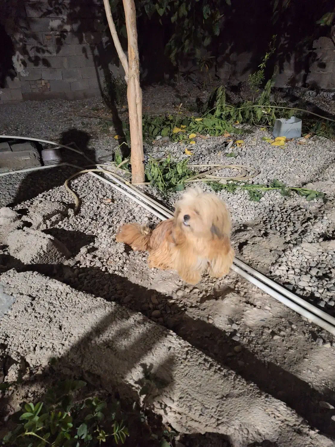 توله نژاد پکنیز|سگ|رامیان, |دیوار