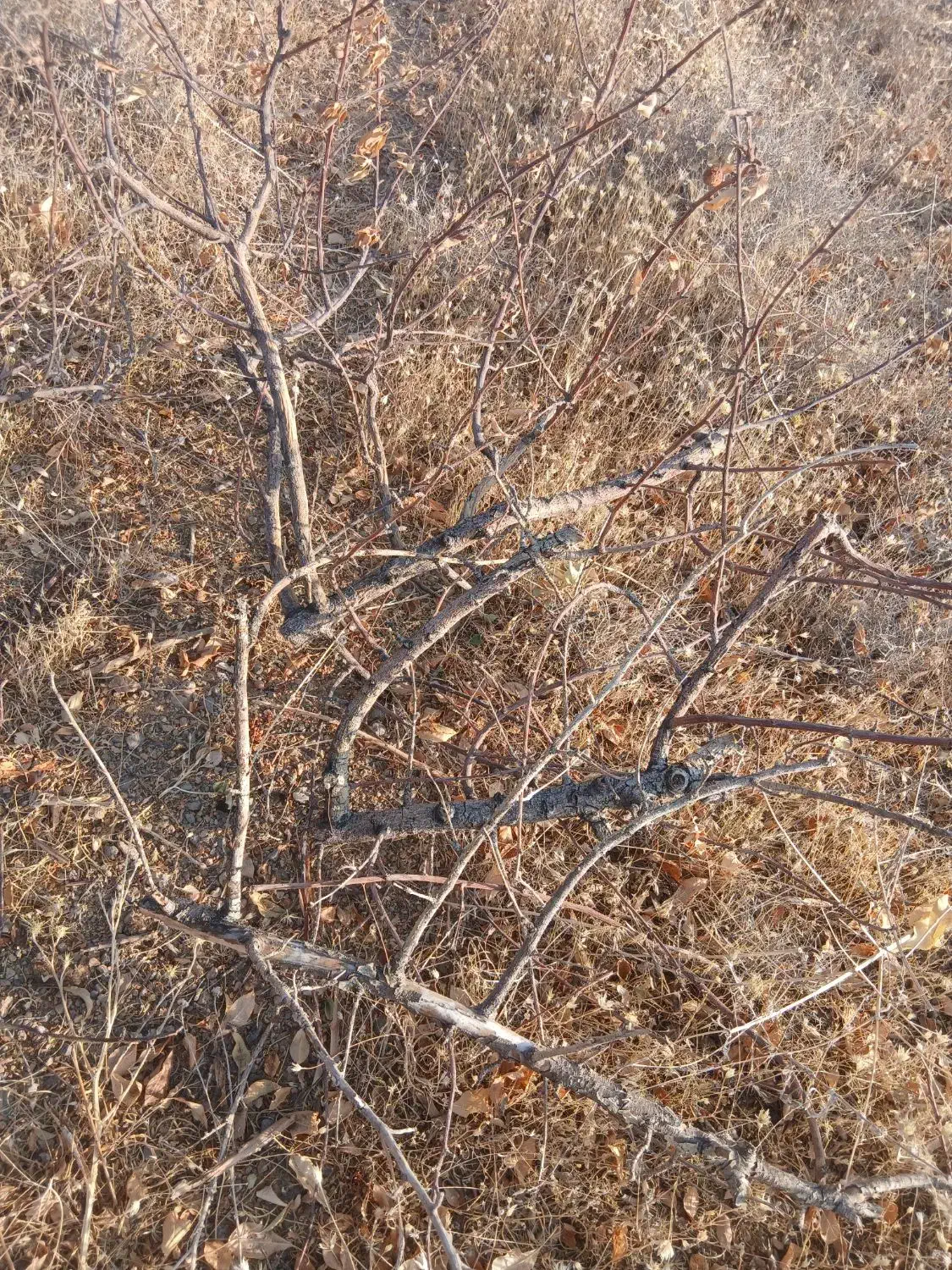 فروش چوب سیب باقیمانده هرس کلی|خدمات باغبانی و درختکاری|شیراز, حومه شیراز|دیوار