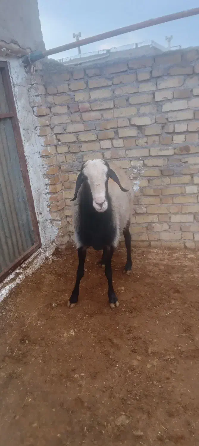 قوچ اصیل شال|حیوانات مزرعه|دشتابی, |دیوار