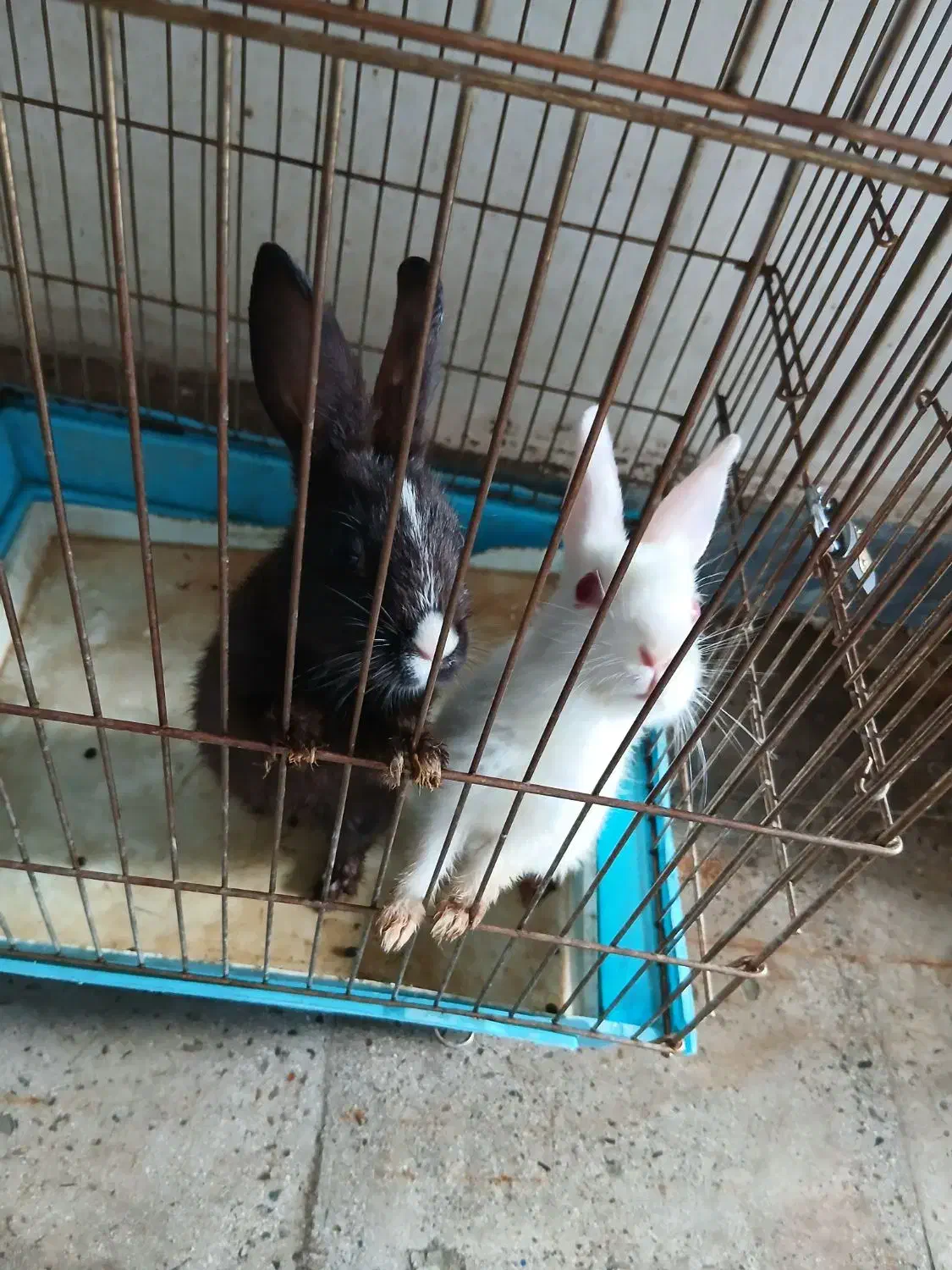 دوتاخرگوش دوماهه،سلامت|موش و خرگوش|هشتگرد, شهرک وحدت|دیوار