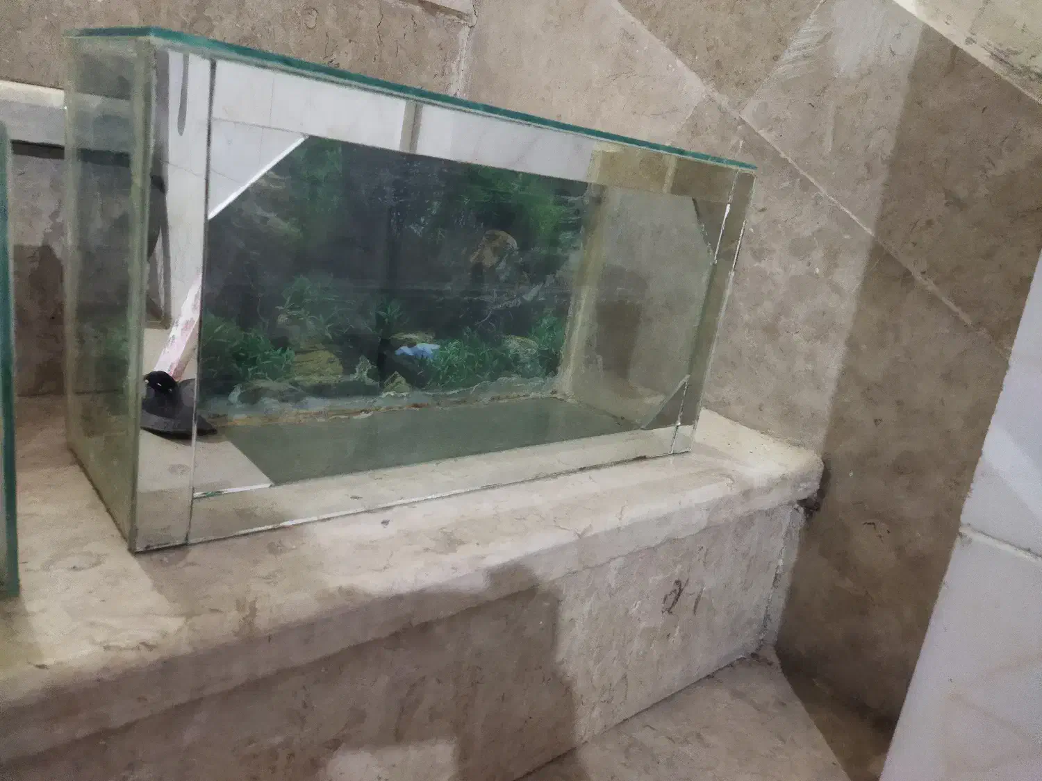 آکواریوم|ماهی|قوچان, |دیوار