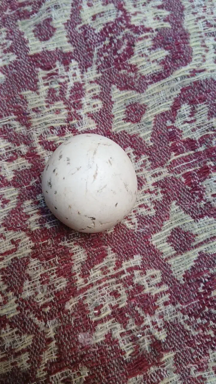 سنگ اسیاب|حراج|بیرجند, |دیوار