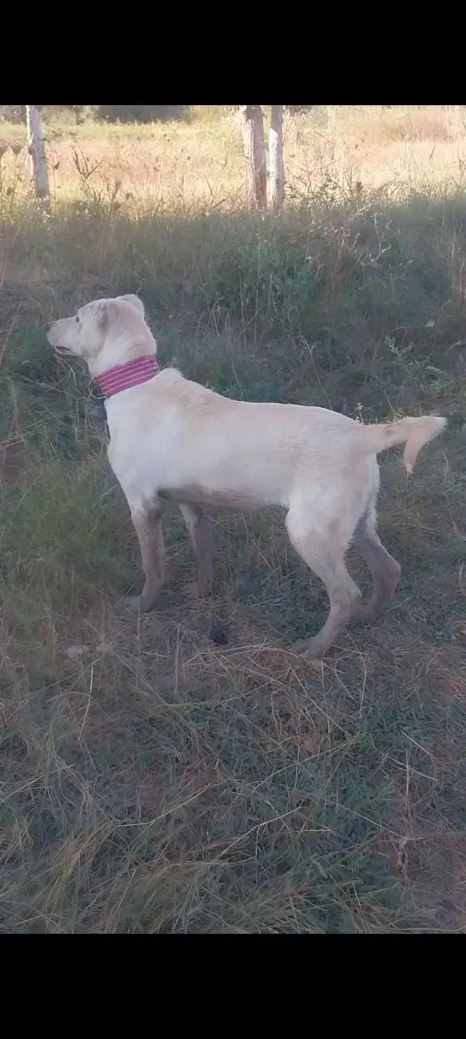 ماده سرابی|سگ|خوی, |دیوار