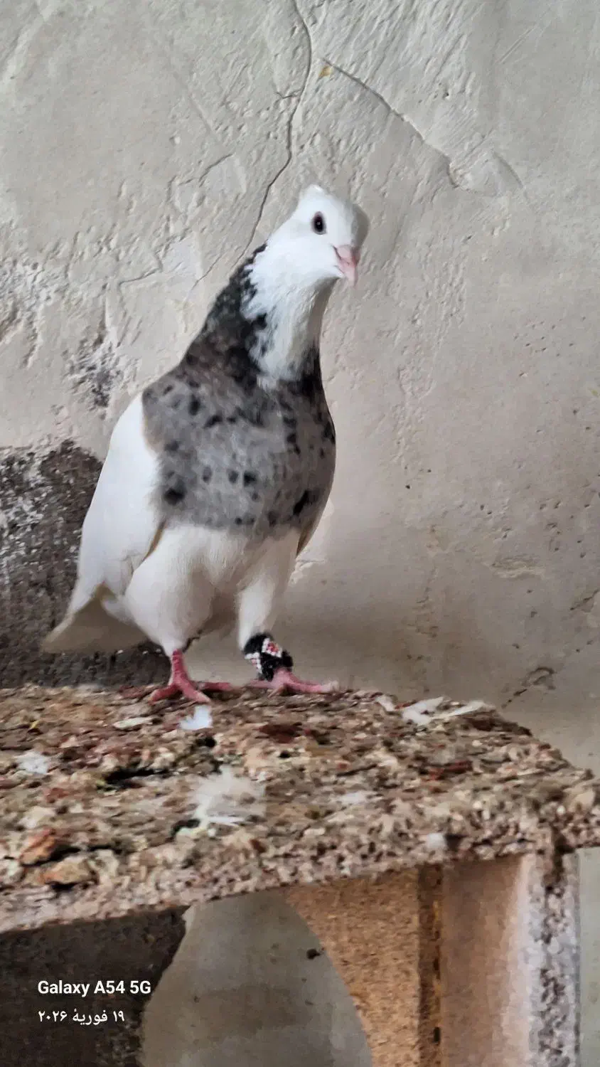 کبوتر|پرنده|جیرفت, |دیوار