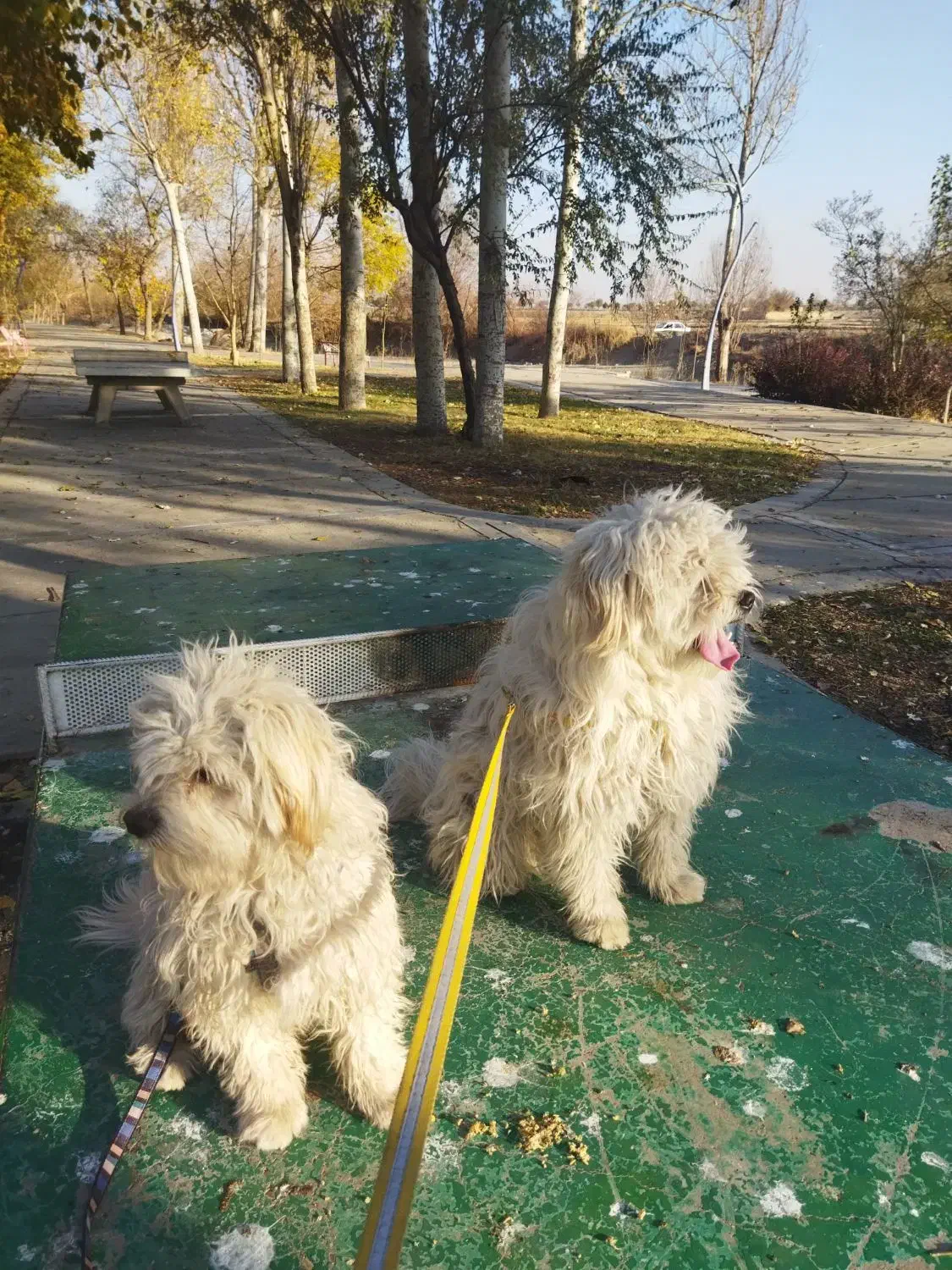 دو قلاده سگ شیتزو بازیگوش|سگ|لنجان, |دیوار